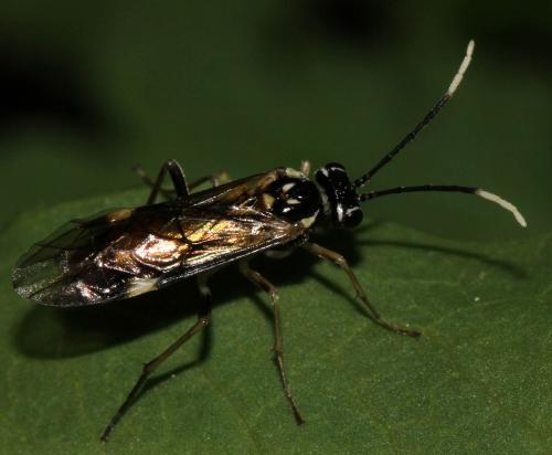Perineura rubi